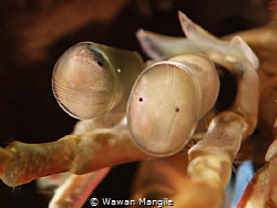 Mantis eyes by Wawan Mangile 